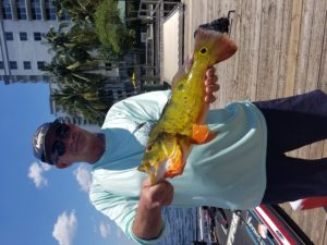 Freshwater fishing, peacock bass, large mouth bass, lake Okeechobee fishing,Miami peacock bass guide 